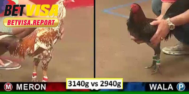 Đá gà mang đến những màn đối đầu đầy kịch tính